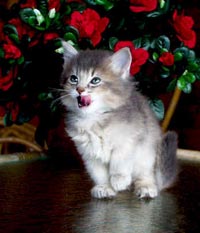chaton